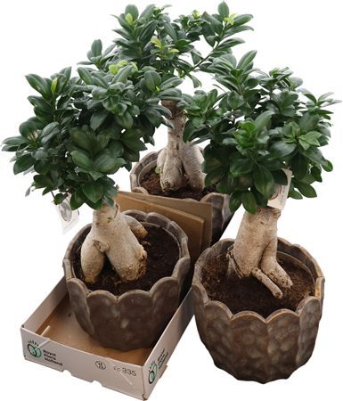 Ficus Mi Ginseng Keramiek