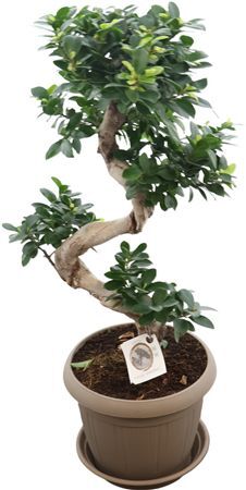 Ficus Mi Ginseng