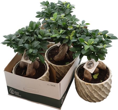 Ficus Mi Ginseng Keramiek