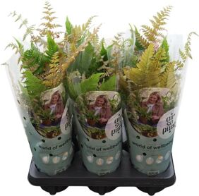 Dryopteris Erythrosora