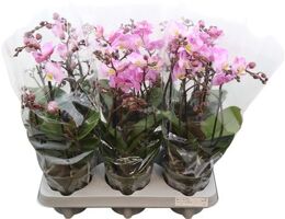 Phal Boquetto Glossem 3-5 Tak