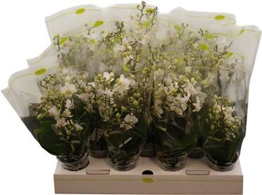 Phal Mini Willd White 4+ Tak