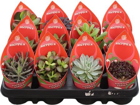 Succ Gemengd Surprise Prime