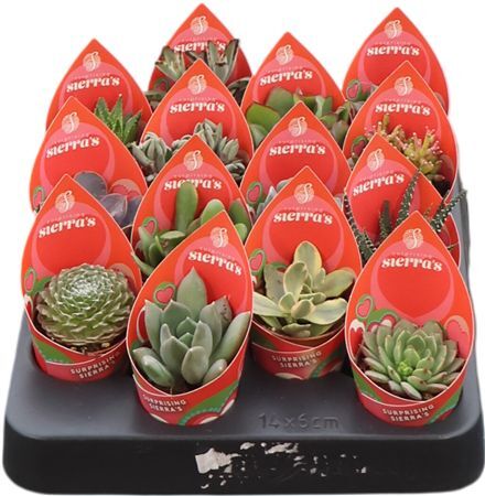 Succ Gemengd Surprise Prime