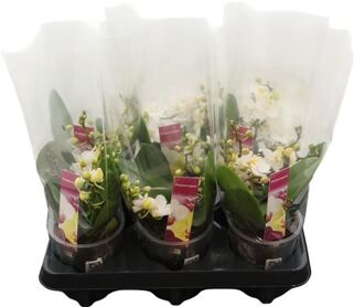 Phal Mtfl Wit Wildz 4+ Tak