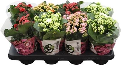 Kalan Gev Gemengd Brilliant