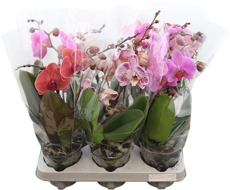 Phal Tablo Gemengd 2 Tak (bo)