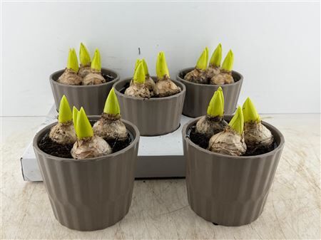 Arr (13) Keram. Taupe