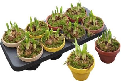 Narcis Tete A Tete Betonpot