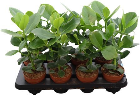 Clusia Rosea Princess