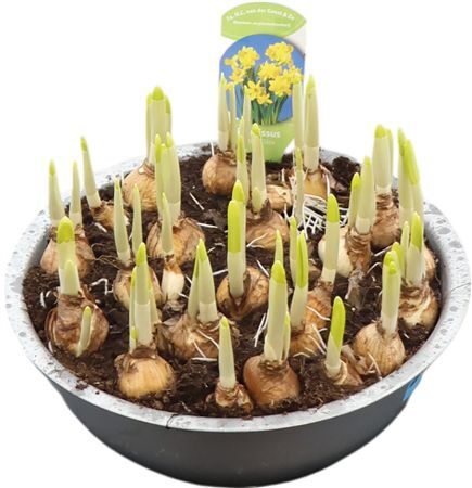 Narcis Tete A Tete Zink Schaal Xxl