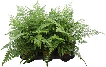 Asplenium Parvati