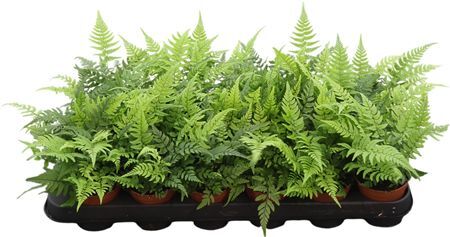 Athyrium