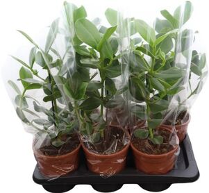 Clusia Rosea Princess