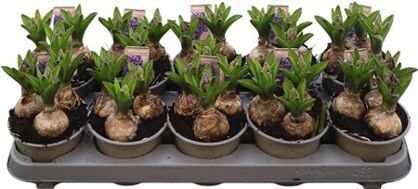 Hya A Heavenly Blue 3pp