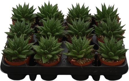 Gasteria D Due