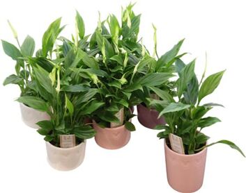 Spath Chopin 4+ In Keramiek