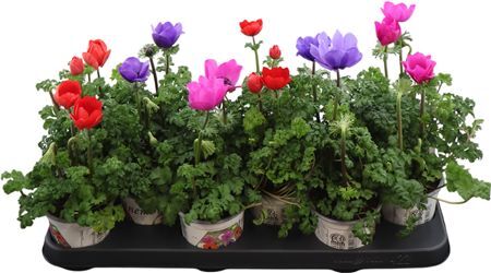 Anemone Co Harmony Gemengd