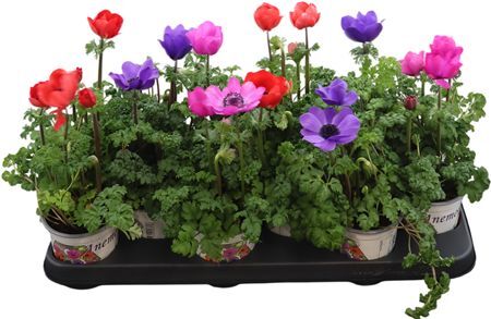 Anemone Co Harmony Gemengd