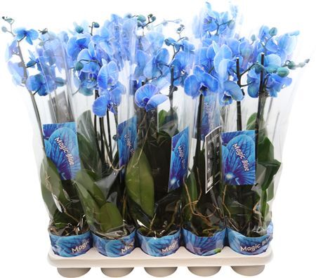 Phal Royal Blue 2 Tak