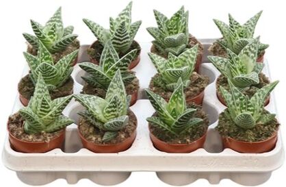 Aloe Variegata Compacta