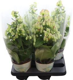 Kalanchoe Magic Bells Potcover