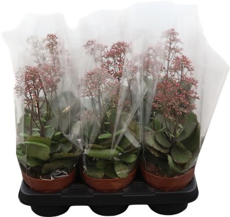 Kalanchoe Surprising Canyon Potcover