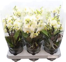 Phal Boquetto Beauty 3-5 Tak