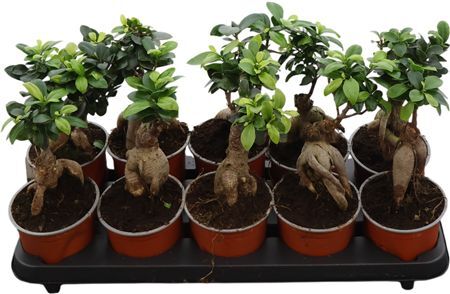Ficus Micr. Ginseng