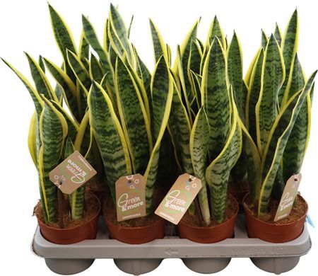 Sansevieria Laurentii