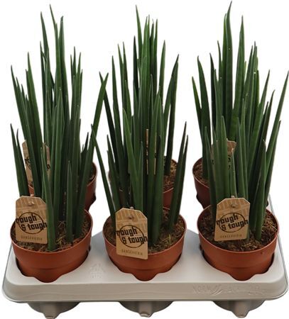 Sansevieria Mikado