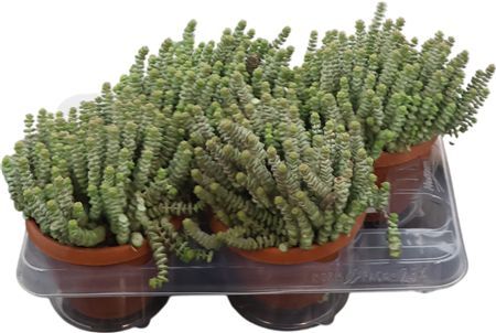 Crassula Marnieriana Hottentot *