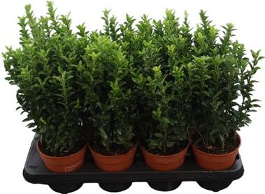 Euonymus Japonicus Green Spire