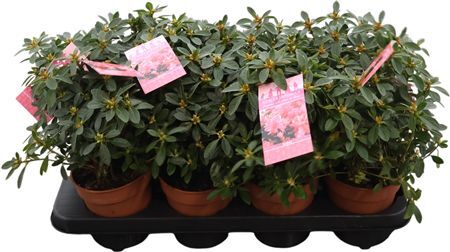 Azalea Japonica P13