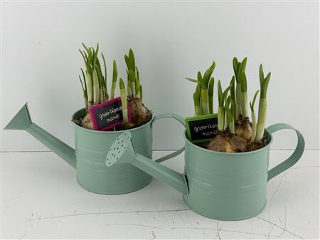 Arr (11) Zinken gieter groen