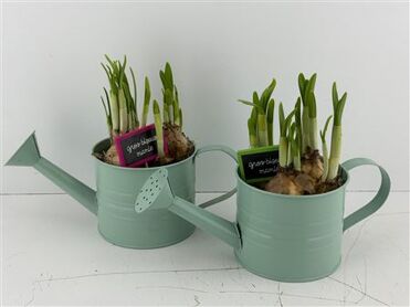 Arr (11) Zinken gieter groen