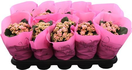 Kal Ge Perfecta Pink