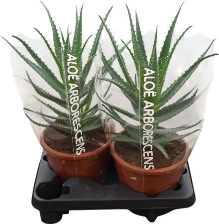 Aloe Arborescens