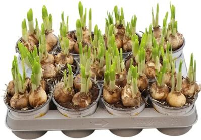 Narcis C Tete A Tete 10.5 Cm