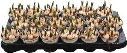 Muscar Esther White Bleu