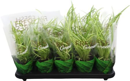 Chlorophyttum Variegatum