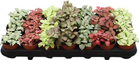 Fittonia Gemengd