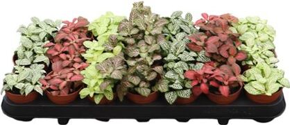 Fittonia Gemengd
