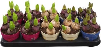 Hyacin Gem 3 Pp Ton Sur Ton