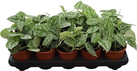 Scindapsus Pictus Argyraeus