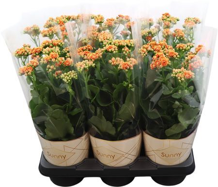 Kalanchoe Sunny Cantaloupe Orange