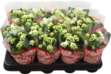 Kalanchoe Double White