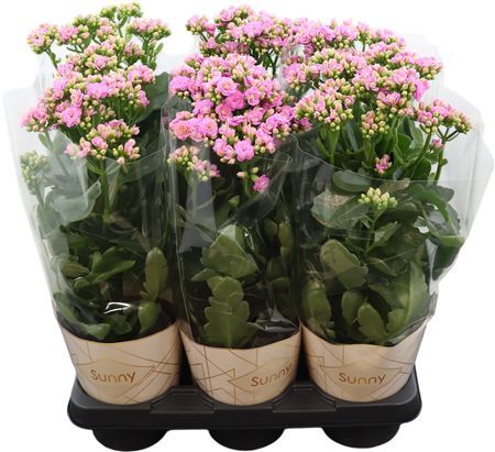 Kalanchoe Graceful Pink