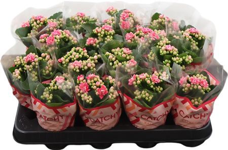 Kalanchoe Double Sylca