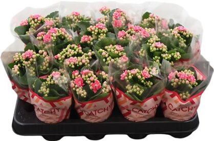 Kalanchoe Double Sylca